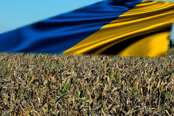 Ukraine corn may replace US corn in China