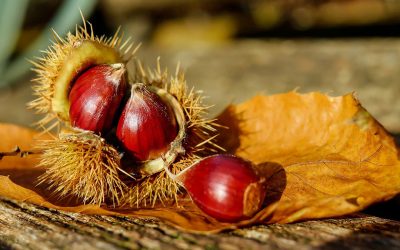 Chestnut wood extract as a source of hydrolysable tannic acid has been studied to evaluate the growth performance, nutrient retention, meat quality, antioxidant status, and immune function of broilers. Photo: Couleur