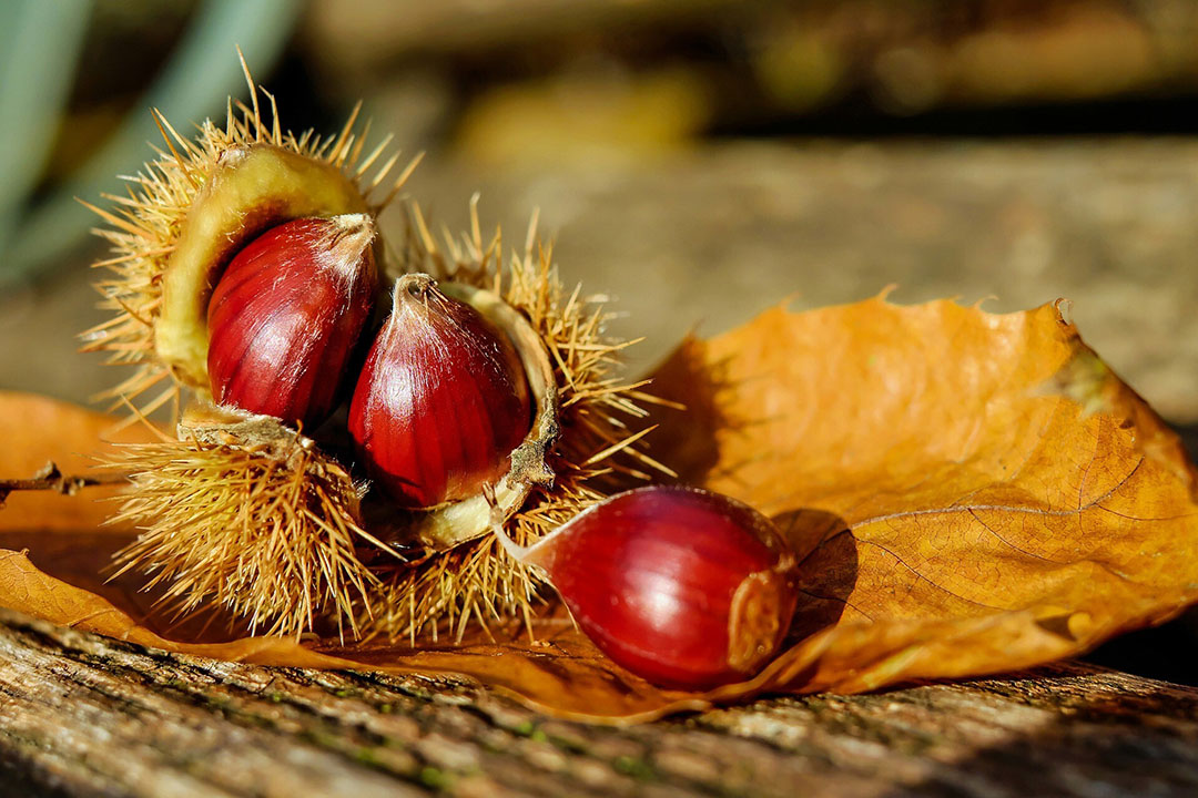 Chestnut wood extract as a source of hydrolysable tannic acid has been studied to evaluate the growth performance, nutrient retention, meat quality, antioxidant status, and immune function of broilers. Photo: Couleur