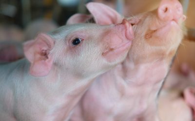 Nutrient sensing in pigs: A review. Photo: Shutterstock