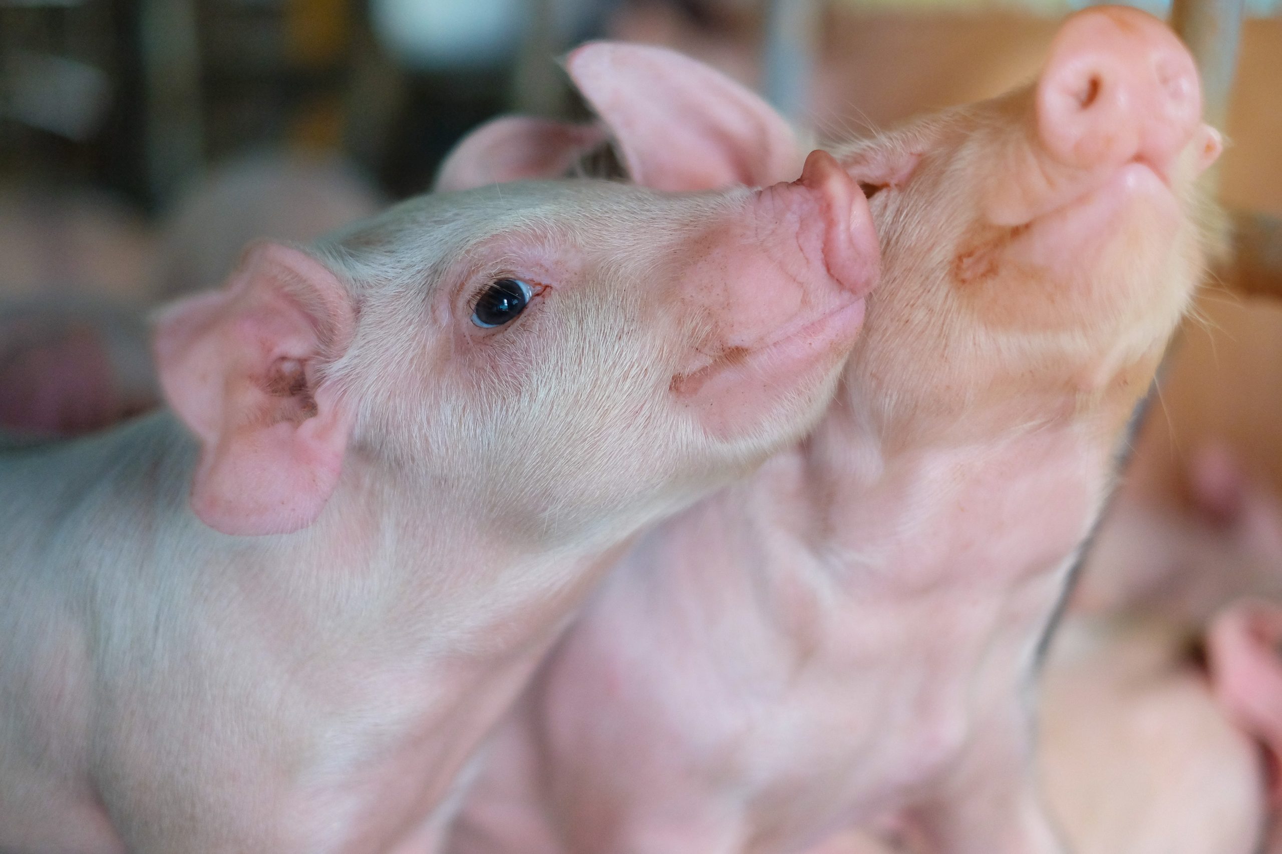 Nutrient sensing in pigs: A review. Photo: Shutterstock