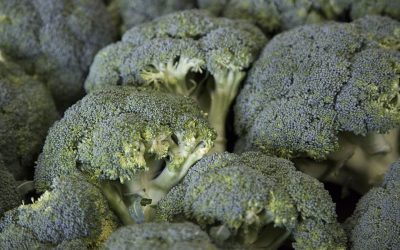 Due to consumer demand for visually 'perfect' vegetables, the processing of broccoli results in losses of around 45 to 50%. Photo: Jan Willem Schouten