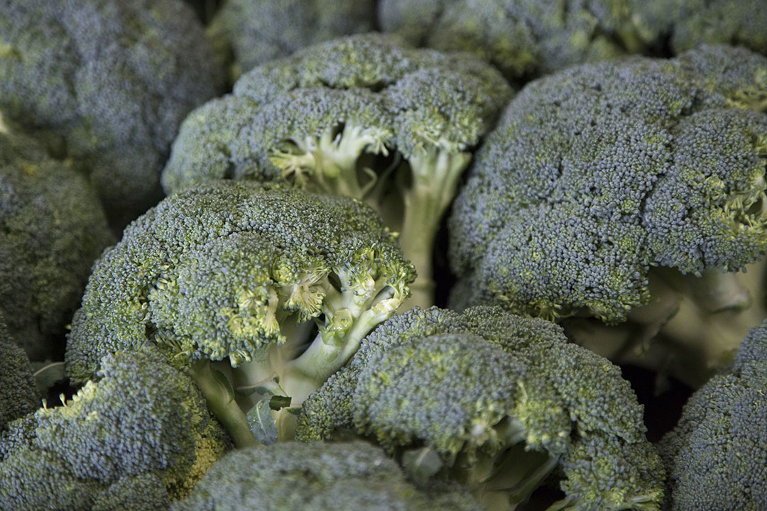 Due to consumer demand for visually 'perfect' vegetables, the processing of broccoli results in losses of around 45 to 50%. Photo: Jan Willem Schouten