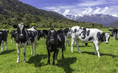 Preserving the natural behaviour of dairy cows. Photo: Shutterstock