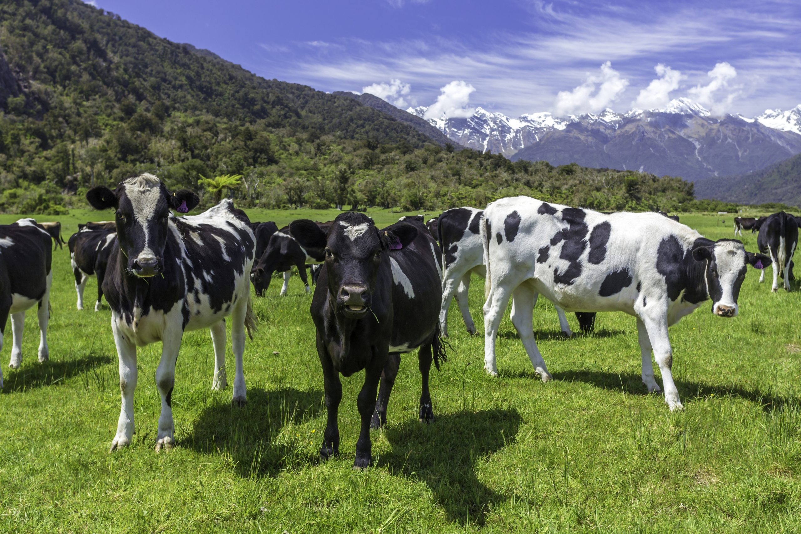 Preserving the natural behaviour of dairy cows. Photo: Shutterstock