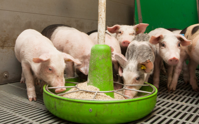 How to make piglets eat dry feed. Photo: Ronald Hissink