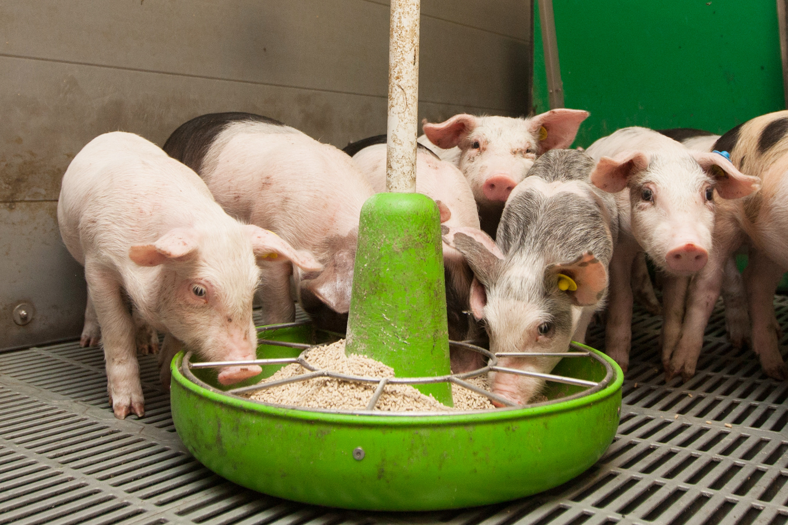 How to make piglets eat dry feed. Photo: Ronald Hissink