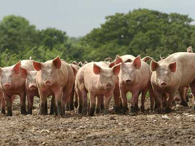 Helping pigs to digest phosphorus