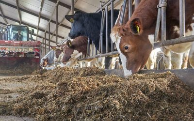 Stability of the supplements in a feed matrix or within a total mixed ration (TMR) is a critical factor. Photo: Van Assendelft Fotografie