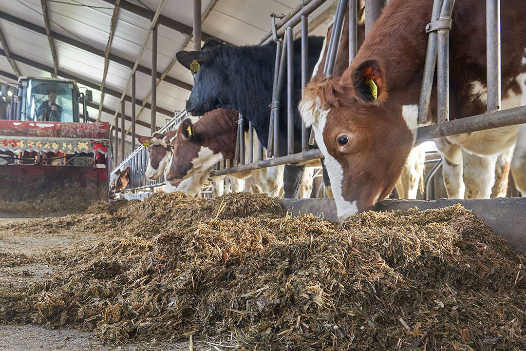 Stability of the supplements in a feed matrix or within a total mixed ration (TMR) is a critical factor. Photo: Van Assendelft Fotografie