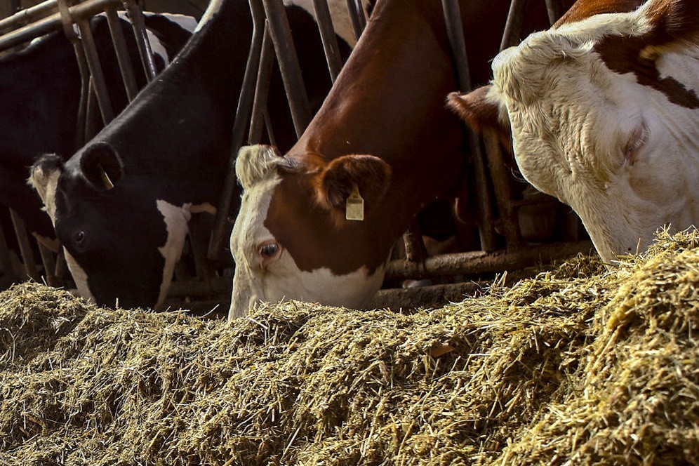 Supporting cows fed zearalenone-contaminated diets. Photo: Phileo Lesaffre