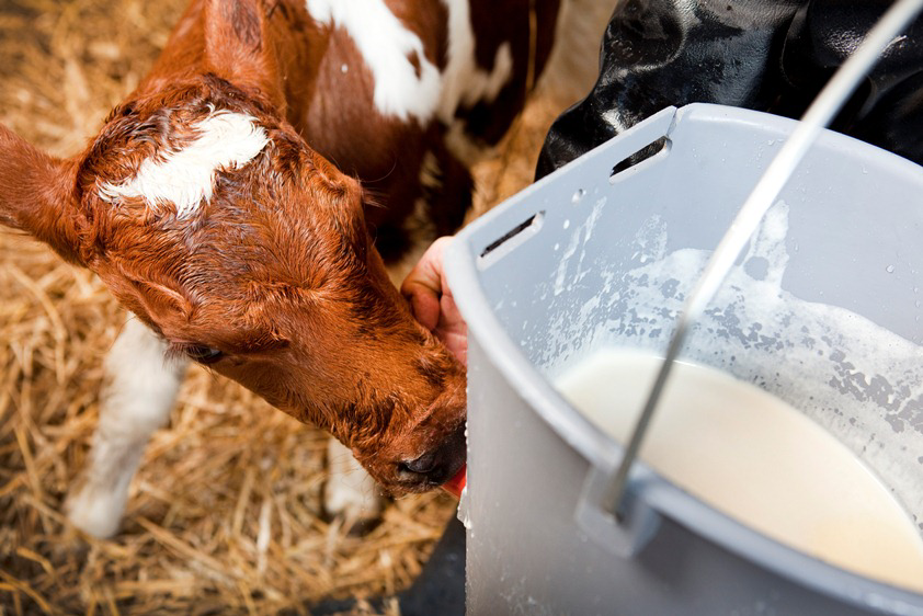 Heifer management: Precision feeding in 2015