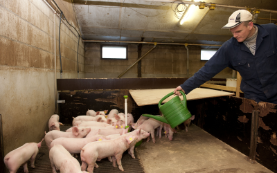 Help pigs through weaning challenges