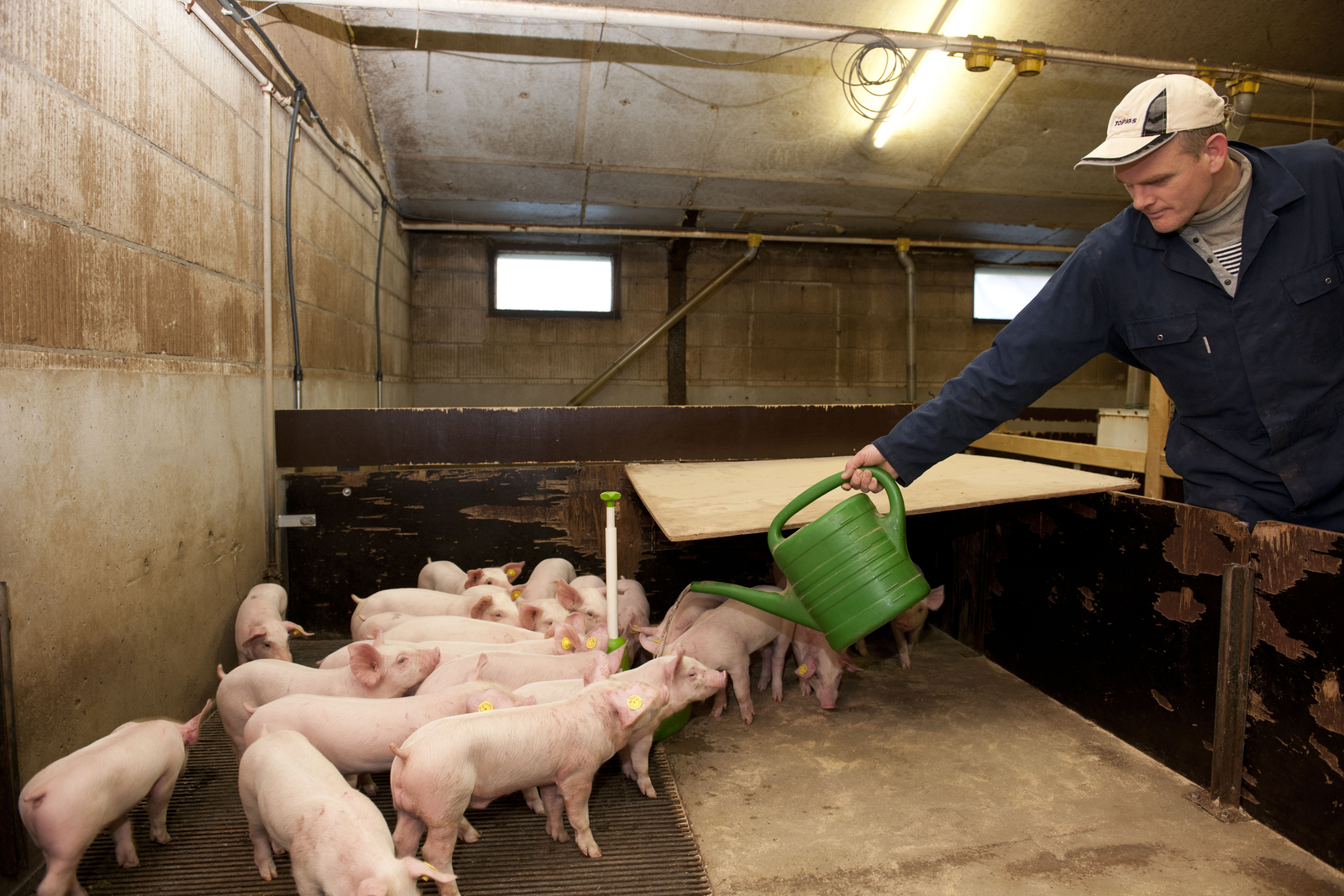 Help pigs through weaning challenges