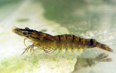 Probiotics to help reduce the risk of EMS in shrimp