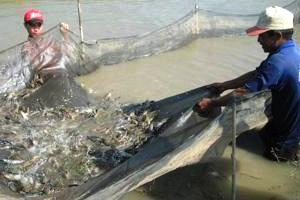 Minh Phu Seafood obtained $89.5 million in shrimp export