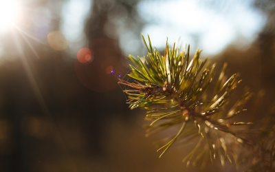 Norwegian spruces can be converted into yeast to be used as fishmeal replacement. <em>Photo: Shutterstock</em>