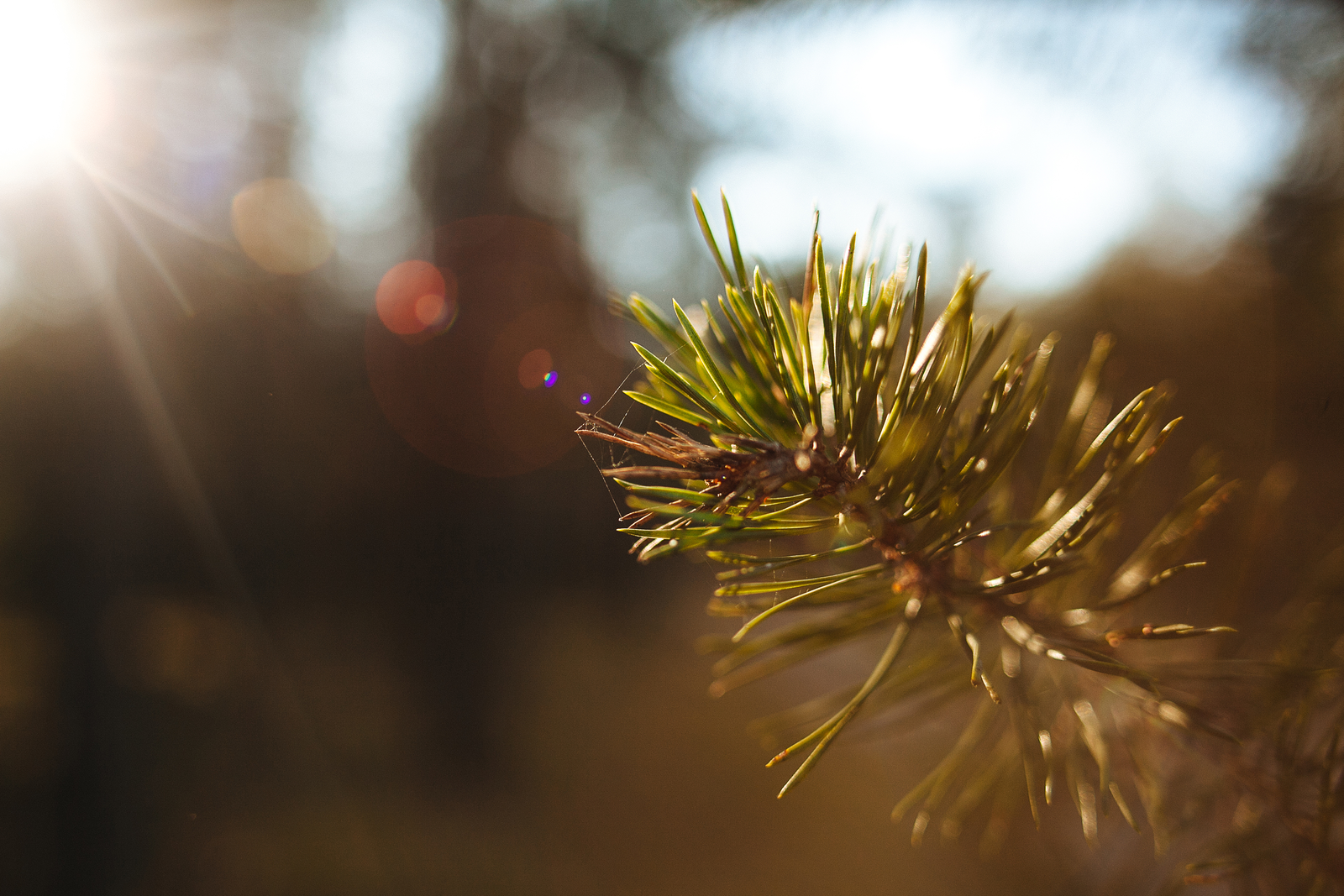 Norwegian spruces can be converted into yeast to be used as fishmeal replacement. <em>Photo: Shutterstock</em>