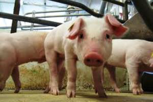 Research: Benzoic acid controls E. coli growth in pigs
