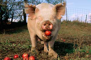 Fresh air for pigs beats antibiotics
