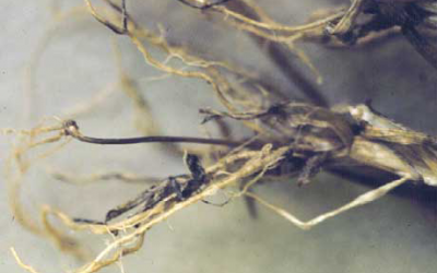 root rot