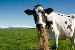 Russia: Dairy industry facing feed price crisis