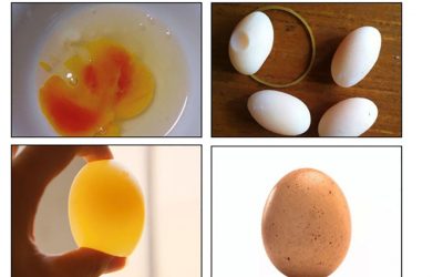 Improving egg quality with bile acids. Photo: Shandong Longchang