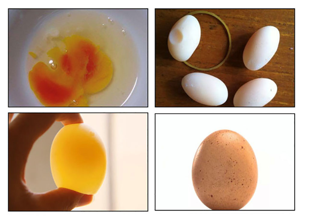 Improving egg quality with bile acids. Photo: Shandong Longchang