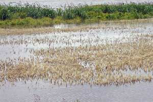Research: Influence of waterlogging on wheat