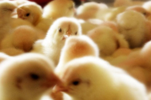 Trial: Non-antibiotic growth promoters for broilers