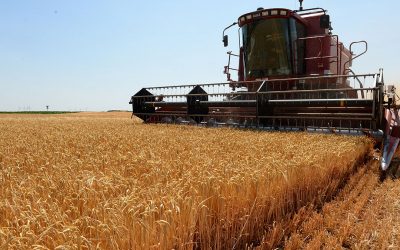 In France the barley harvest will start this week. Due to the drought, prices are rising slightly. Photo: ANP