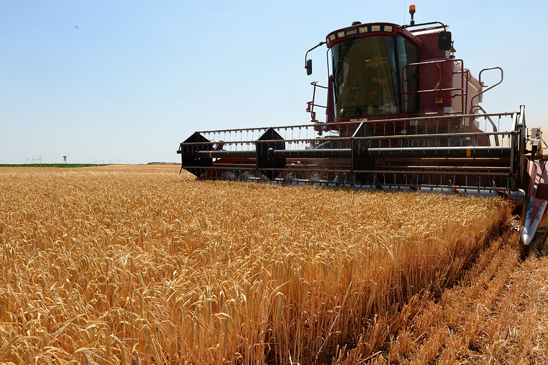 In France the barley harvest will start this week. Due to the drought, prices are rising slightly. Photo: ANP