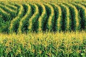 Spain needs to import 5 million tonnes of corn