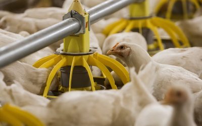 Optimising nutrient absorption in broiler diets. Photo: Ronald Hissink