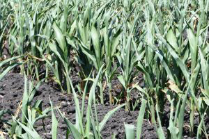 Drought raises nitrate levels in corn feed, warns professor