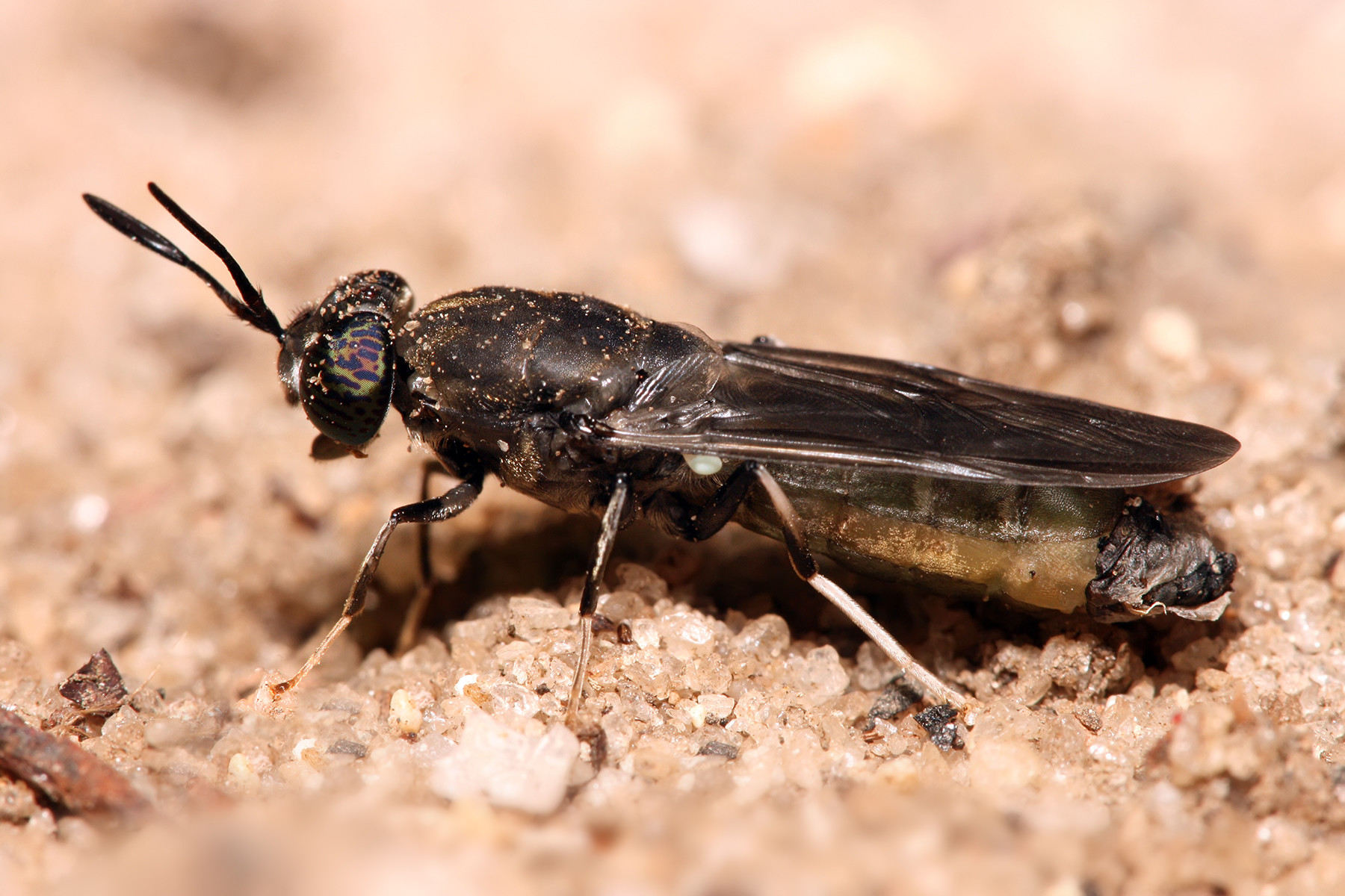 200 insect plants to speed up use of insect meal