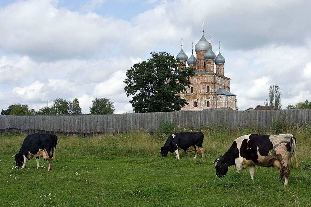 Lack of sunlight is a major problem for the dairy industry in the polar regions. The animals experience severe stress, which affects their mood, disturbs the immune system and impairs fertility, the scientists stated. Photo: Wikimedia