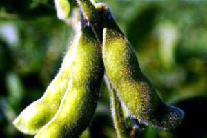 Research: The perfect soybean line
