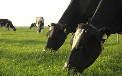 UK dairy farmers are being advised to remove aftermath from silage fields or risk a higher mycotoxin challenge.