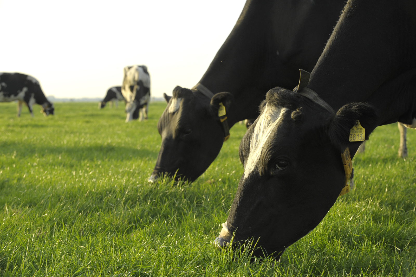 UK dairy farmers are being advised to remove aftermath from silage fields or risk a higher mycotoxin challenge.