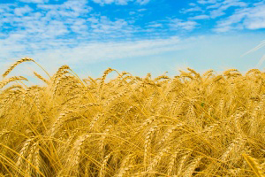 Wheat pathogen strains in Europe from Himalayan region