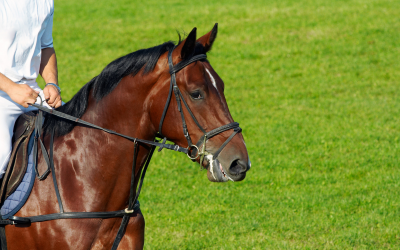 Joint supplements most  popular  in UK horses. Photo: Dreamstime