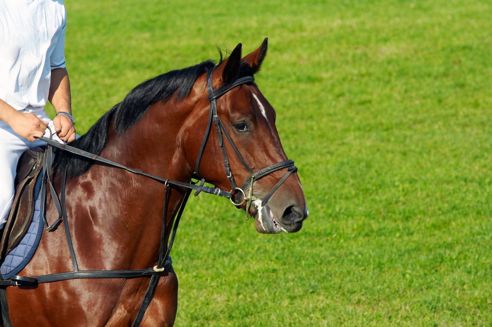Joint supplements most  popular  in UK horses. Photo: Dreamstime