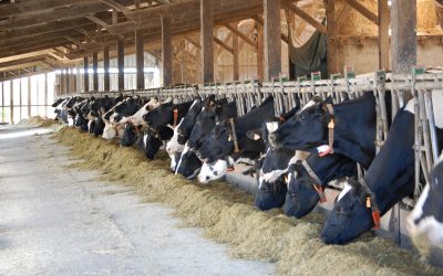 Combatting inefficient nitrogen use in dairy cows. Photo: Mixscience