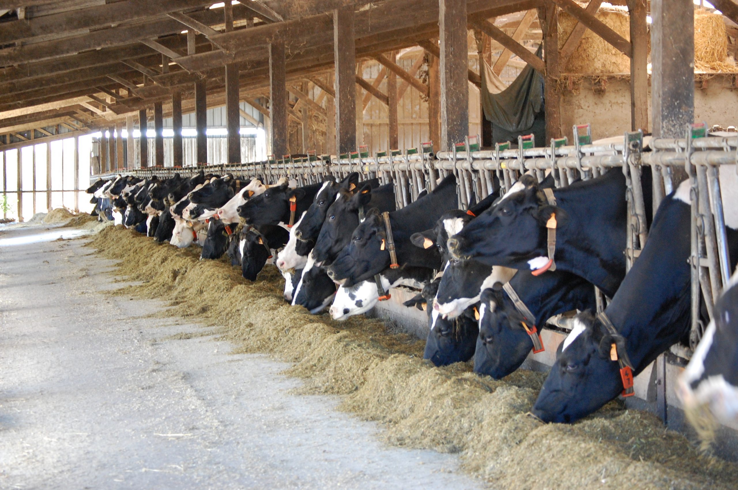Combatting inefficient nitrogen use in dairy cows. Photo: Mixscience