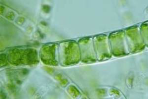 Olmix consortium opens first algae plant in Brittany