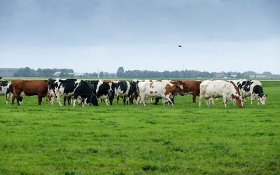 A fresh strip of grass twice a day and grazing day and night ensures optimum grass intake for the cows. A fresh strip of grass twice a day and grazing day and night ensures optimum grass intake for the cows. Photo: Jan Willem van Vliet