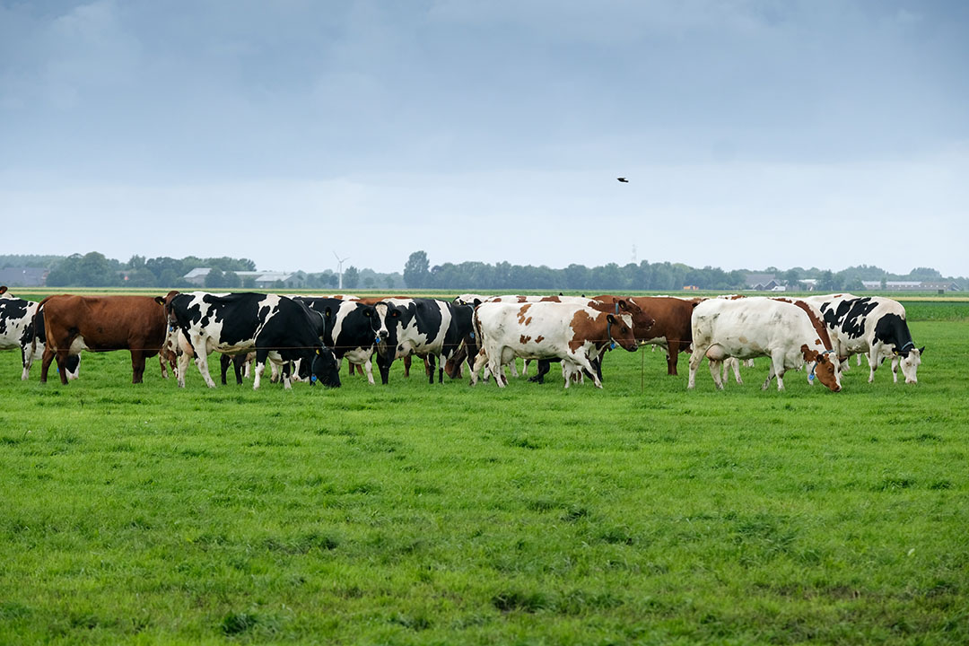 A fresh strip of grass twice a day and grazing day and night ensures optimum grass intake for the cows. A fresh strip of grass twice a day and grazing day and night ensures optimum grass intake for the cows. Photo: Jan Willem van Vliet