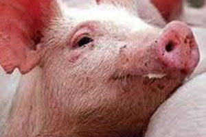 Will pigs be antibiotic-free by 2020?
