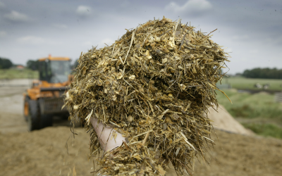 The ability of cows to convert feed protein into milk is also dependent on silage quality. [Photo: Mark Pasveer]